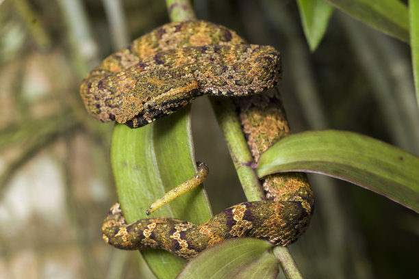 adders