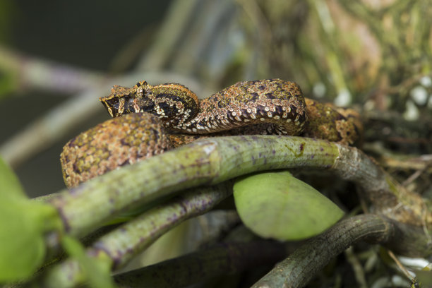 adders