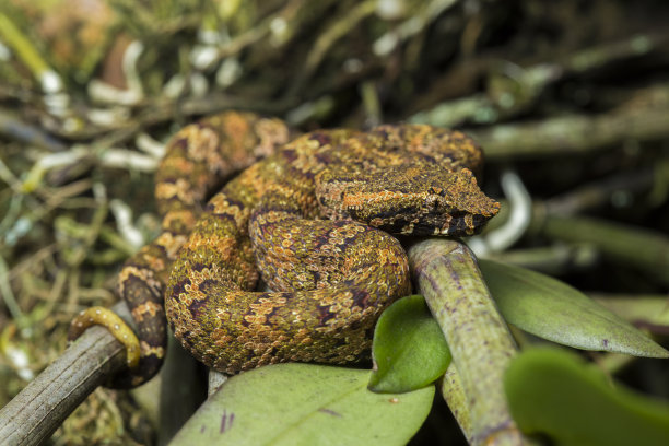 adders