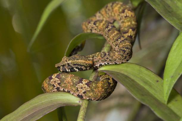 adders