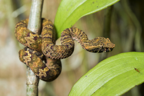 adders