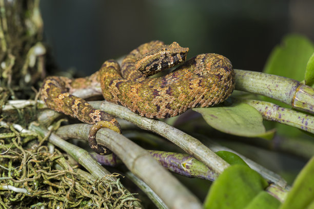 adders