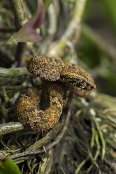 adders