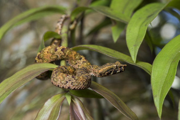 atheris