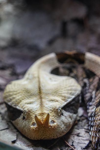 adders