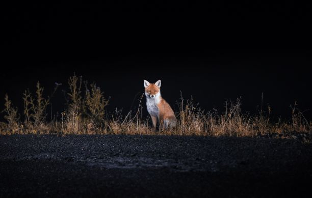fox