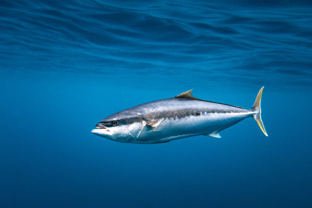 tuna