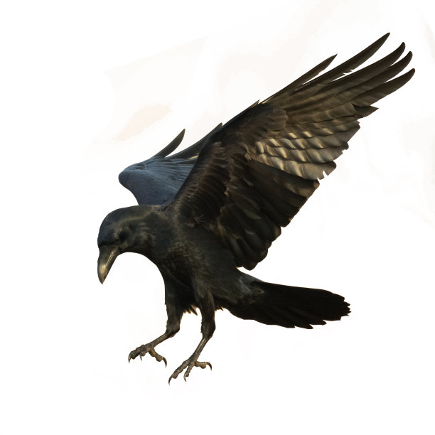 raven