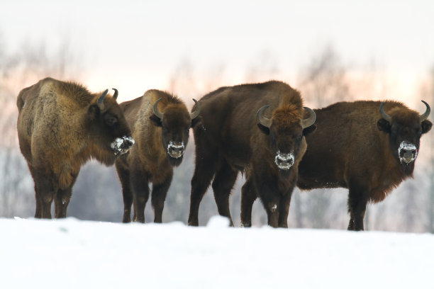 bison