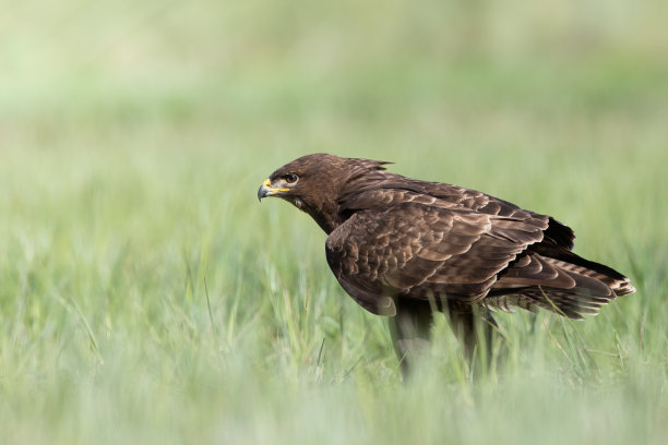 buzzard