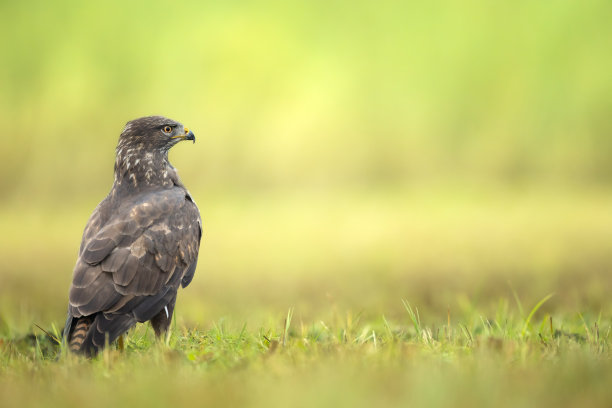 buzzard