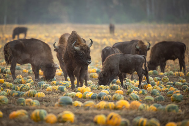 bison