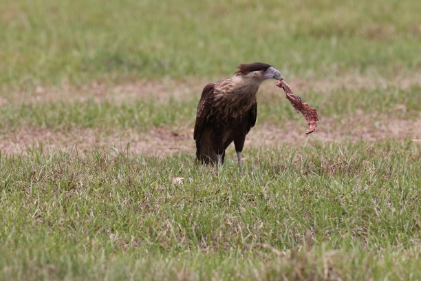 carnivore