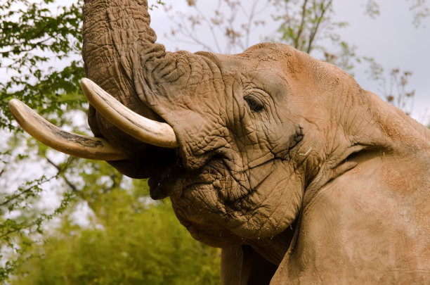 ivory