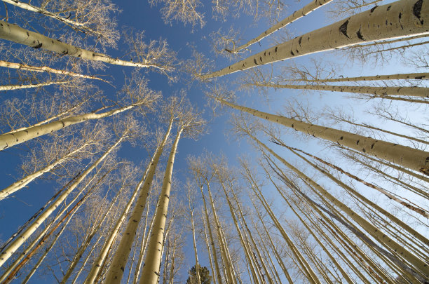 aspen