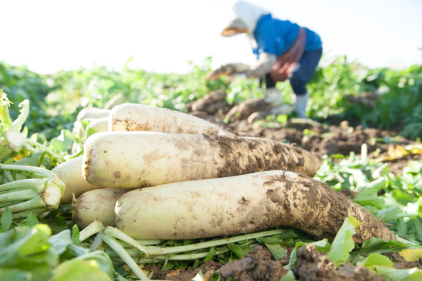 radishes