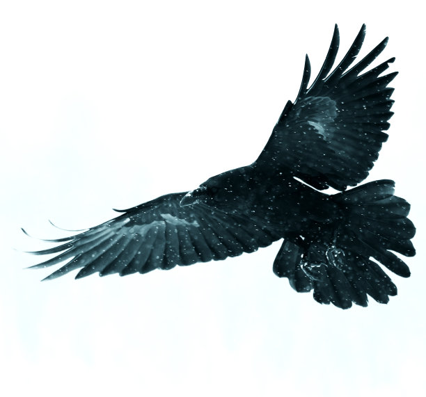 raven