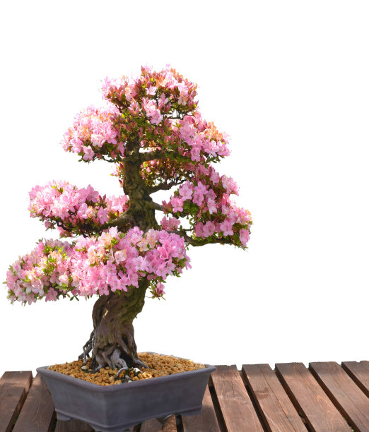 bonsai