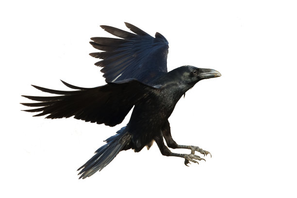raven