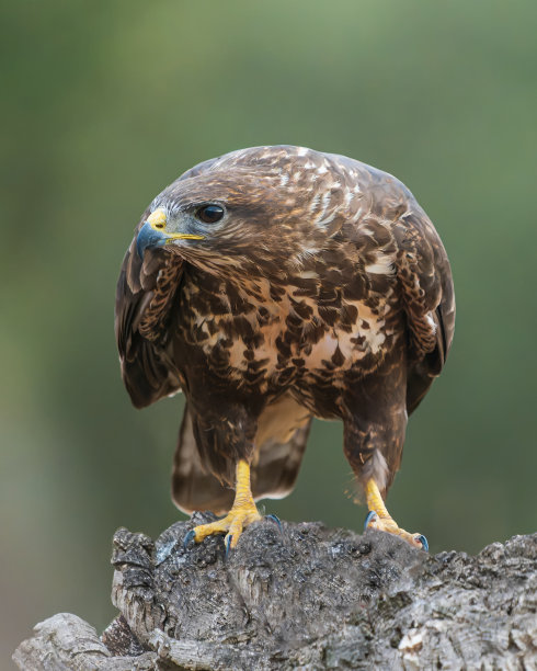 buzzard