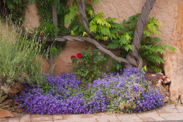 lobelia