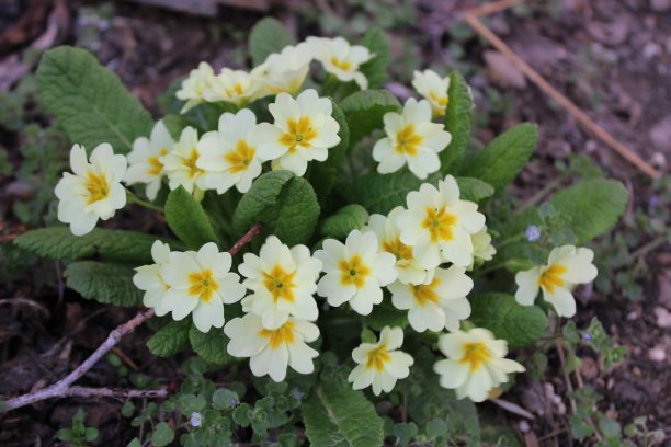 primula
