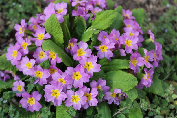 primula