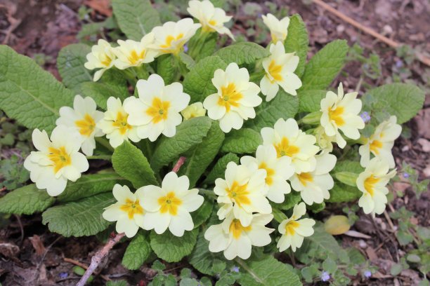 primula