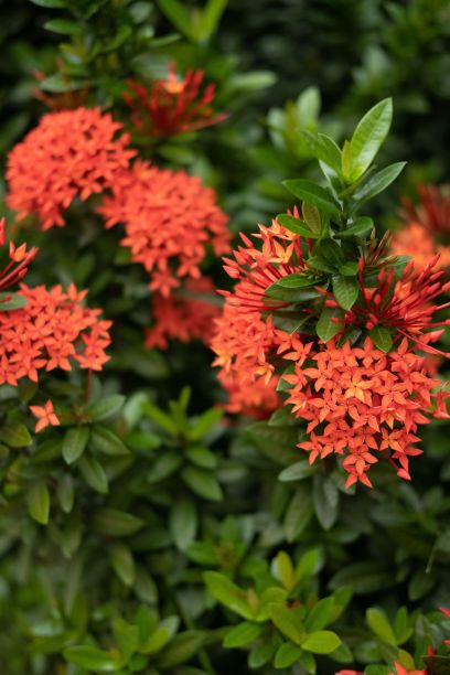 ixora