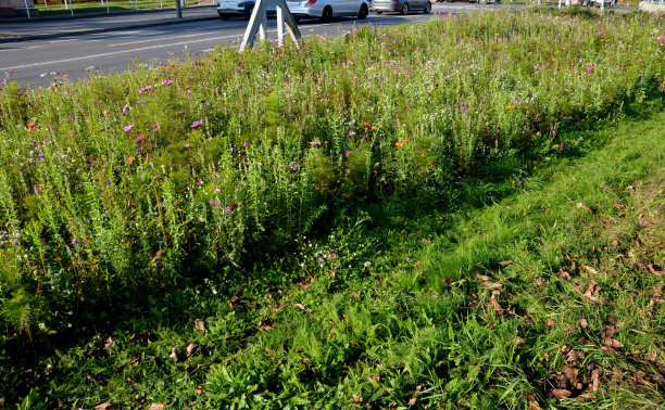 filipendula