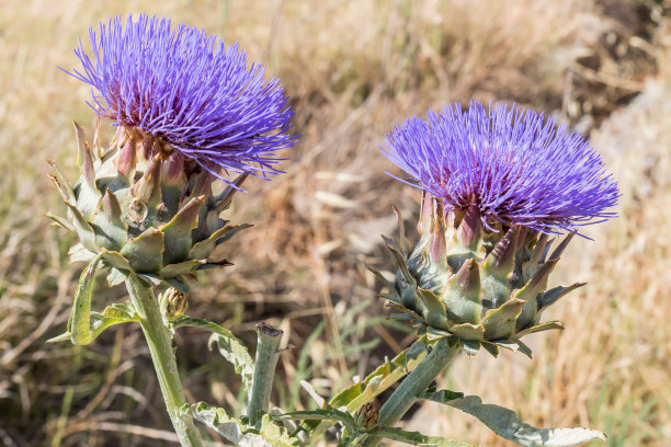artichoke