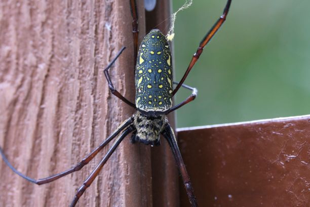 arachnid