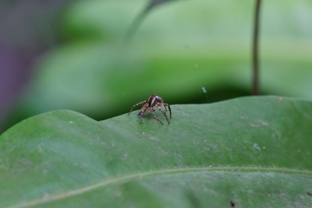 arachnid