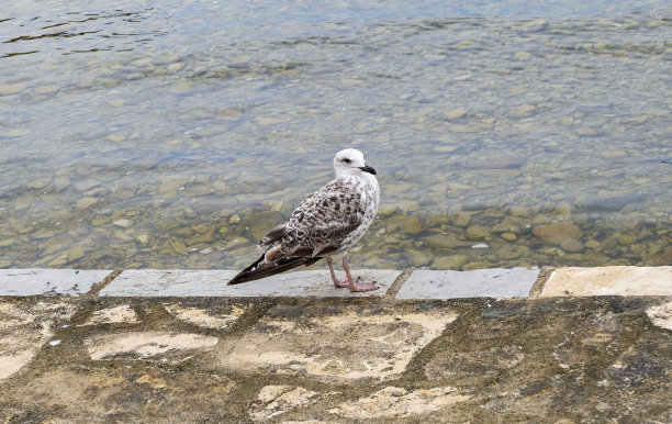 umag