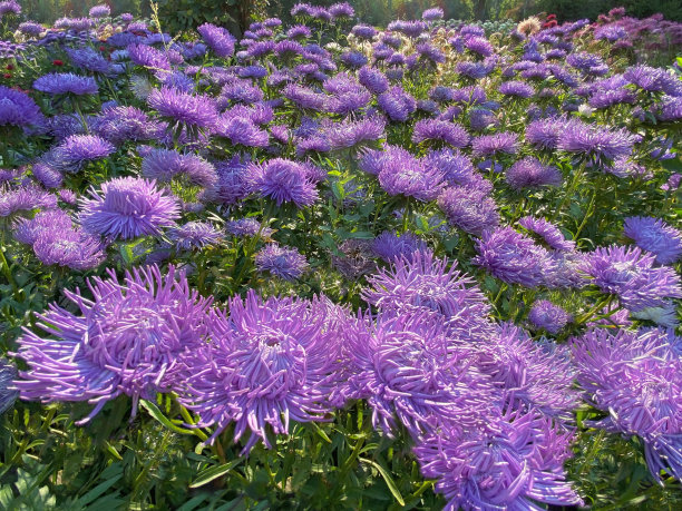 aster