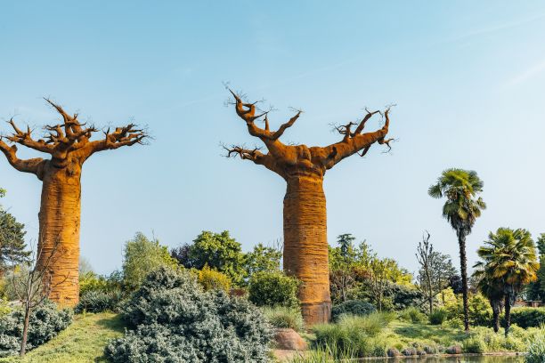baobab