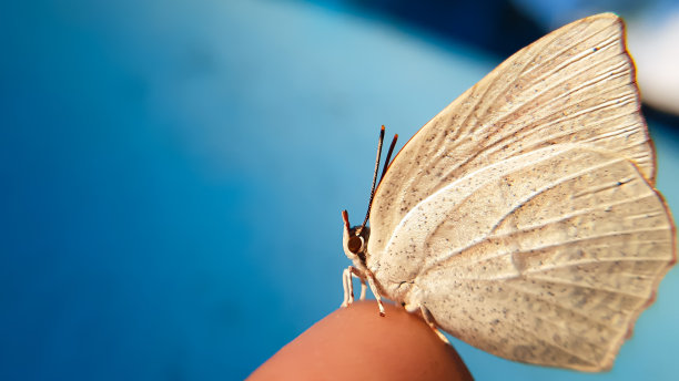 蓝白花卉蝴蝶图案素材