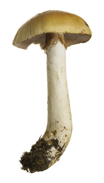 cortinarius