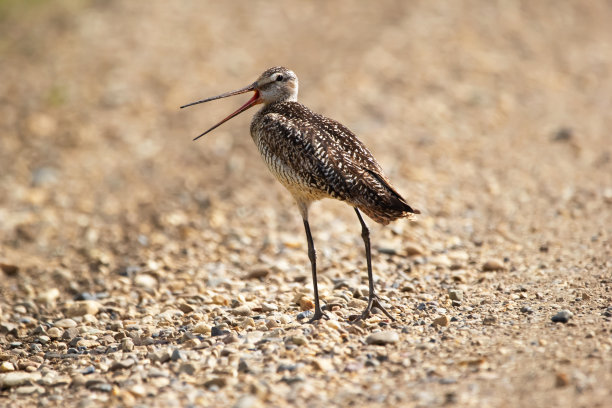 limosa