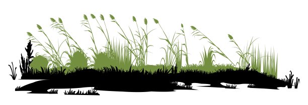 wetland