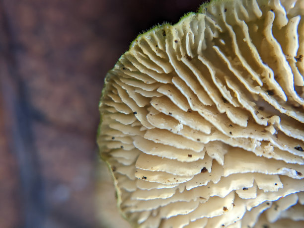 gills