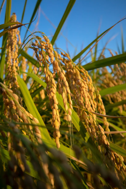 rice
