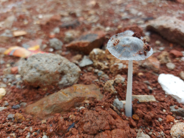 agaric