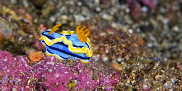 mollusk