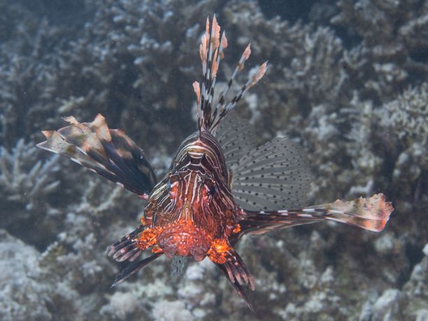lionfish