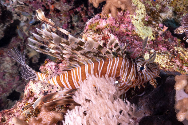 lionfish