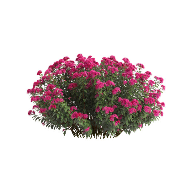 filipendula