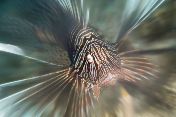 lionfish