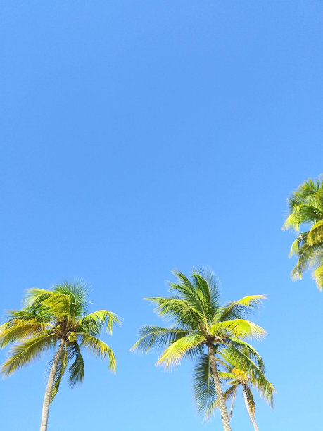 大气海边椰树背景