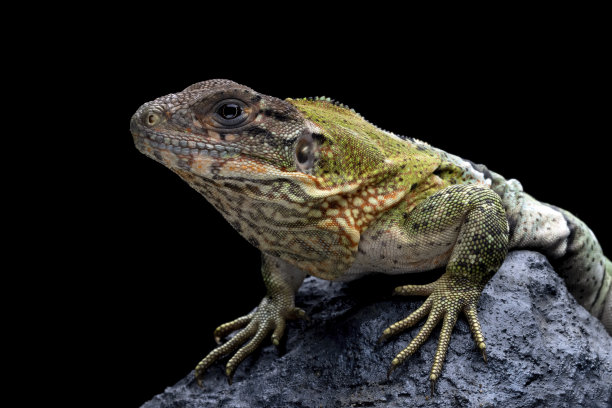 agama